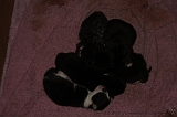Nestje Kittens_005